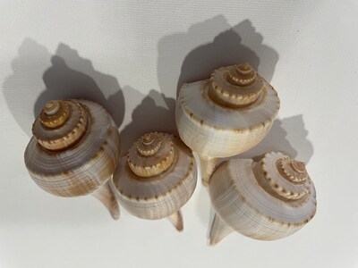 4 pcs.  Atlantic Whelk Sea Shell . Ocean shells. Decor for marine aquariums, interiors, shell showcases. shells for home, large shells. - image4